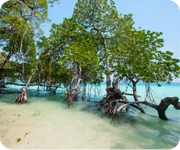Andaman and Nicobar tour package from Mysuru